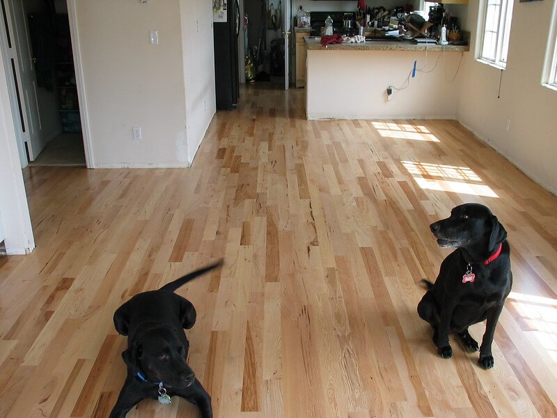 Buster and Gracie survey the new Hickory floors