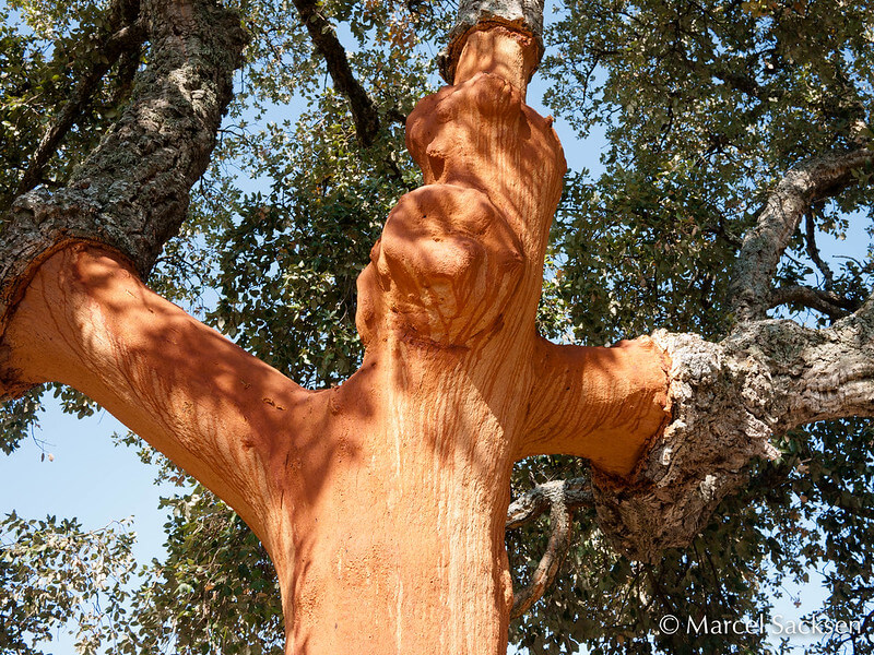 Oak Cork Tree Stripped Off It's Bark
